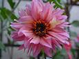 Dalia
